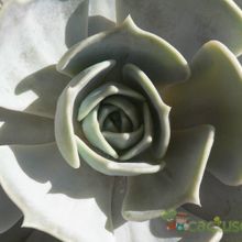 A photo of Echeveria lilacina
