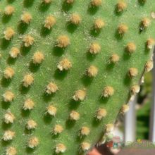 Una foto de Opuntia microdasys subsp. microdasys