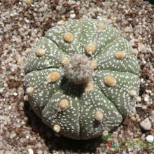 A photo of Astrophytum asterias