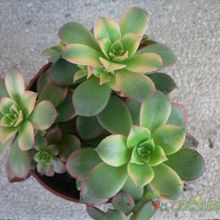 Una foto de Aeonium haworthii cv kiwi