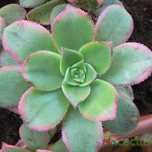 Una foto de Aeonium haworthii cv kiwi