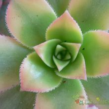 Una foto de Aeonium haworthii cv kiwi