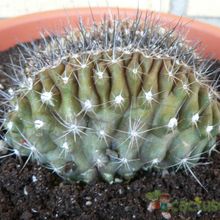A photo of Copiapoa humilis fma. crestada