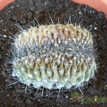 A photo of Copiapoa humilis fma. crestada