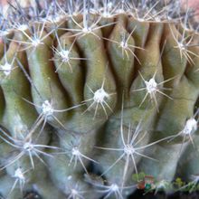 A photo of Copiapoa humilis fma. crestada