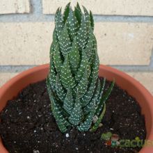 A photo of Haworthia coarctata