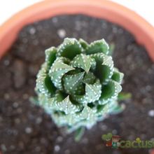 A photo of Haworthia coarctata