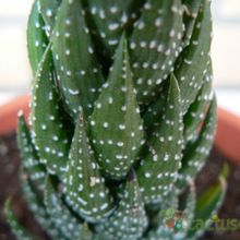 A photo of Haworthia coarctata