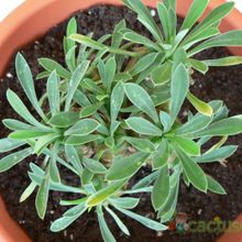 A photo of Euphorbia bupleurifolia x susannae