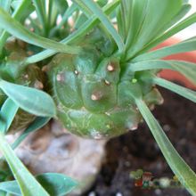 A photo of Euphorbia bupleurifolia x susannae