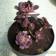 Una foto de Aeonium arboreum cv. artropurpureum