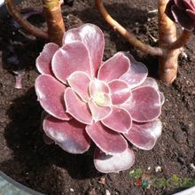 Una foto de Aeonium arboreum cv. artropurpureum