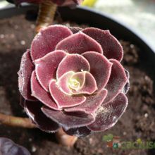 Una foto de Aeonium arboreum cv. artropurpureum