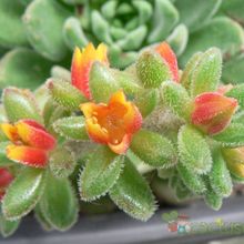 A photo of Echeveria cv. Fantasia Carol (Echeveria setosa x E. sp.)