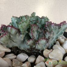 Una foto de Euphorbia lactea fma. crestada variegada