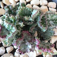 Una foto de Euphorbia lactea fma. crestada variegada
