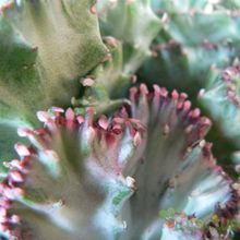 Una foto de Euphorbia lactea fma. crestada variegada
