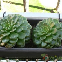 A photo of Echeveria cv. Fantasia Carol (Echeveria setosa x E. sp.)