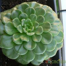 A photo of Echeveria cv. Fantasia Carol (Echeveria setosa x E. sp.)