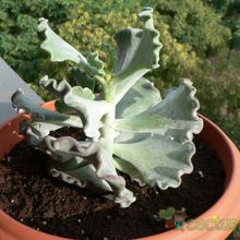 Una foto de Cotyledon orbiculata var. undulata