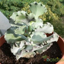 Una foto de Cotyledon orbiculata var. undulata