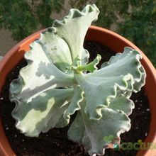 Una foto de Cotyledon orbiculata var. undulata
