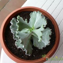 Una foto de Cotyledon orbiculata var. undulata