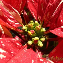 Una foto de Euphorbia pulcherrima