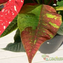 Una foto de Euphorbia pulcherrima