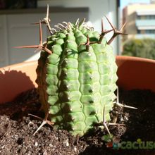 Una foto de Euphorbia stellispina