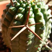 Una foto de Euphorbia stellispina