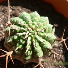 Una foto de Euphorbia stellispina