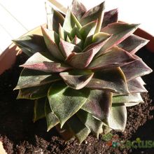Una foto de Echeveria purpusorum
