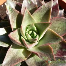 Una foto de Echeveria purpusorum