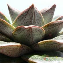 Una foto de Echeveria purpusorum
