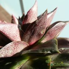 Una foto de Echeveria purpusorum