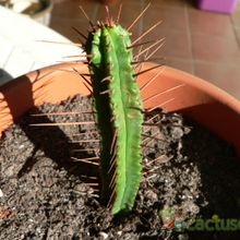 Una foto de Euphorbia enopla