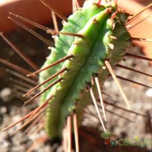 Una foto de Euphorbia enopla