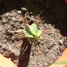 Una foto de Euphorbia enopla