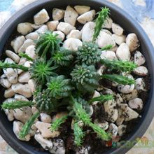 Una foto de Euphorbia fimbriata