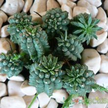 Una foto de Euphorbia fimbriata