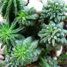 Una foto de Euphorbia fimbriata