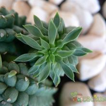 Una foto de Euphorbia fimbriata