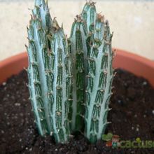Una foto de Kleinia gregorii
