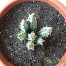 Una foto de Kleinia gregorii