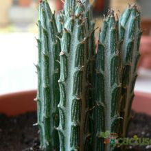 Una foto de Kleinia gregorii