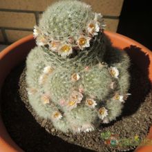 Una foto de Mammillaria carmenae