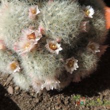 Una foto de Mammillaria carmenae