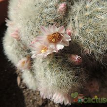 Una foto de Mammillaria carmenae