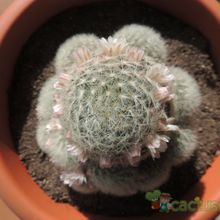 Una foto de Mammillaria carmenae